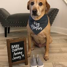 Maybe you would like to learn more about one of these? 11 Real Pregnancy Announcements That Incorporate Fur Babies