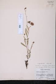 Image result for Crotalaria pisicarpa