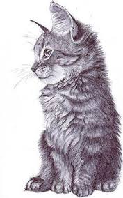 Starring Role Disegni Di Gatti Disegni A Carboncino Schizzi Di Animali