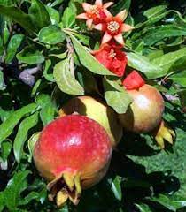 Whatever you choose, lowe's has a variety of trees online and in store to suit your landscaping needs. Sweet Pomegranate Trees For Sale Fall Garden Vegetables Edible Garden Fruit Trees
