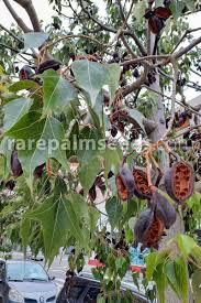 Image result for Brachychiton populneus