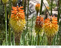 Image result for Aloe lutescens