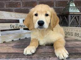 Search and see photos of adoptable pets in the knoxville, tennessee area. Golden Retriever Puppies Petland Knoxville