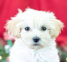 Teacup maltipoo puppies for sale in michigan. Malti Poo Puppies For Sale In Michigan Michigan Puppy