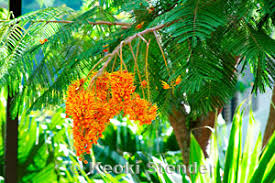 Image result for Colvillea