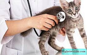Kastrasyon Kedi Bir Kedi Kastrasyon Isleminin Tanimi Ozellikleri Ve Fiyati Kediler