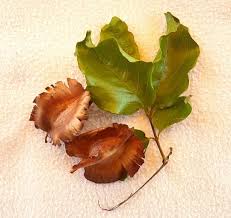 Image result for Combretum apiculatum