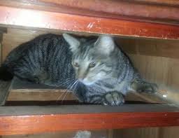 Peekaboo Penny Poo Poo Art Poo Peekaboo