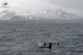 The orcas island chamber of commerce does a great job providing an updated agenda of what's going on each week. Orcas Beobachten Island Orcas Island Beste Zeit Und Ort Laki Tours