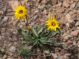 Image result for Pseudopodospermum hispanicum