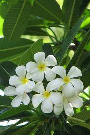 Plumerias (hawaiian frangipani) are popular tropical plants that are easy to grow. Plumeria Flowering Outdoor Plants Plantshop Me