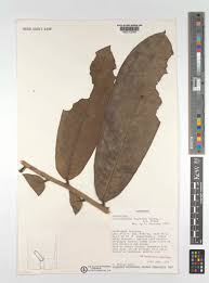 Image result for Uvariodendron