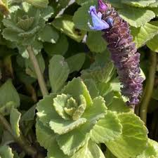 Image result for Coleus thyrsoideus