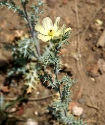 Image result for Argemone ochroleuca