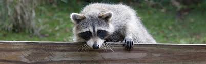 There are many products available on the market to repel raccoons as well as many recipes for homemade, natural maybe now you're starting to understand why a raccoon removal specialist like get raccoons out is the easiest way out of your problem. How To Get Rid Of Raccoons Updated For 2021
