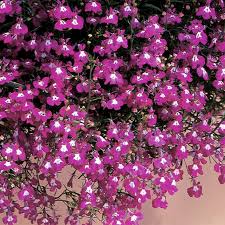 Image result for Lobelia