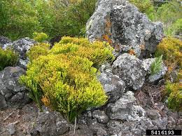 Image result for Psilotrichum