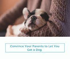 Find out if there are any specific objections to having a dog. How To Convince Your Parents To Let You Get A Dog Pethelpful