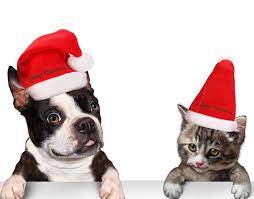 Cat Dog Christmas Santa Hat For Cats And Smallmediumlarge Dogsred And Whitemerry Christmas You Can Obtain More Information By Clicki Christmas Dog Dogs Cats
