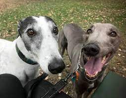 Greyhounds as pets wa win 1st place in their hearts 🥇 greyhounds make #greytpets. Q A What Makes Greyhounds Such Great Pets Greyhounds As Pets