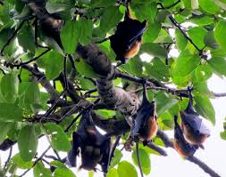 وتعد الخفافيش من صنف الثعالب الطائرة الناقل الرئيسي لفيروس نيباه في الطبيعة، خاصة. The New Humanitarian ØªÙØ´ Ø¬Ø¯ÙŠØ¯ Ù„ÙÙŠØ±ÙˆØ³ Ù†ÙŠØ¨Ø§Ù‡ ÙÙŠ Ø¨Ù†Ø¬Ù„Ø§Ø¯ÙŠØ´