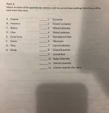 Rounded articular projection obvious ridge on a bone projection above a condyle. Solved Part A Match The Bone Of The Appendicular Skeleton Chegg Com