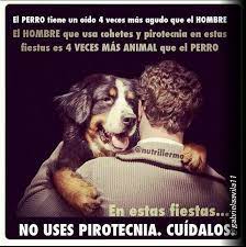 No Uses Pirotecnia Perros Frases Perros Amor De Perro