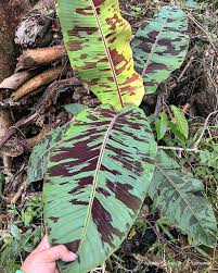 Image result for Musa sp. (Ornamental bananas)