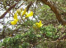 Image result for Adenocarpus