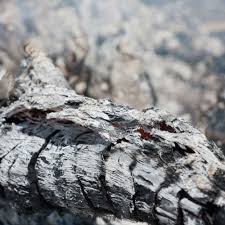 Check spelling or type a new query. How To Properly Dispose Of Fireplace Ash Kansas City Fireplace Service