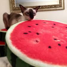 Maybe you would like to learn more about one of these? Watermeloncat Twitter Search