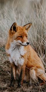 Outdoor Grassland Predator Fox 1440x2880 Wallpaper Cutefox 1440x2880 Animalphotogra 2020 Sevimli Hayvan Yavrulari Hayvan Fotografciligi Hayvan Bebekler