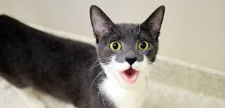 ‪Meowing and Yowling | ASPCA‬‏