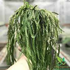 Image result for Huperzia bampsiana