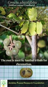 Image result for Rytigynia sp. G