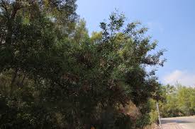 Image result for Tessmannia anomala