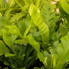 Image result for Asplenium