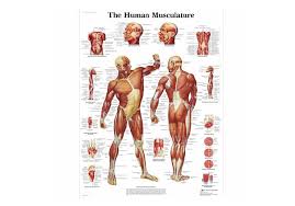 Nov 13, 2016 · find over 300 exercise videos with audio instructions and form tips. Healthlink Holdings Limited Human Muscle Chart