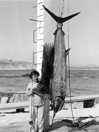 Image result for sailfish