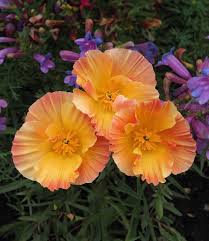 Image result for Eschscholzia