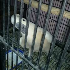 This is the best place to buy exotic pet shop online, our mission is to bring exotic pet as family to everyone who needs it. Sandra S Exotic Pets Home Facebook
