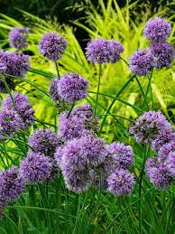 Viburnum Compacta Bluestone Perennials Flowers Perennials Perennials Garden Shrubs