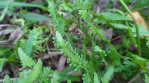 Image result for Lygodiaceae