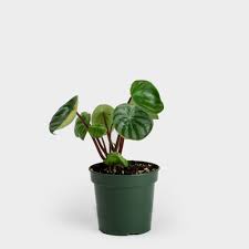 Image result for Peperomia molleri