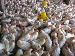 Hasil gambar untuk bisnis ternak ayam