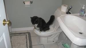 cat pee in the toilet? mine does