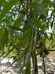 Image result for Salix babylonica