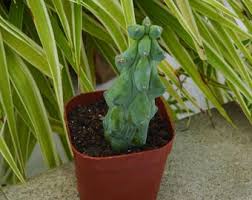 Image result for Lycopodiella sarcocaulon