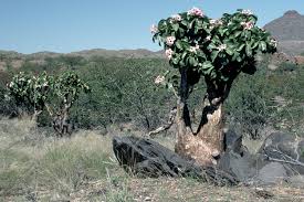 Image result for Adenium boehmianum