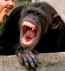 Laughter boosts up the immune system and improves the flow of blood to the brain and vital organs, thereby improving physical as well as psychological health. Daily Dose Of Jokes Laughing Animals Laughing Pictures Laugh